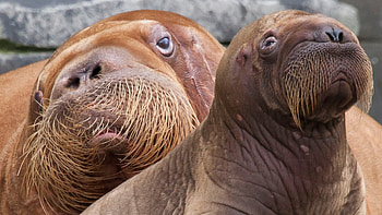 Mother and baby, Walrus HD wallpaper