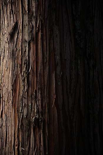 Wood, Wooden, Tree, Texture, Textures, Stripes, Streaks, Bark HD phone wallpaper