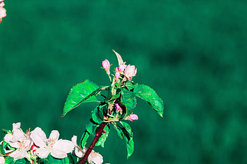 Flowers, Bloom, Flowering, Branch, Spring HD wallpaper
