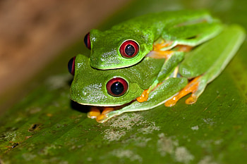 Couple, Red Eyed Tree Frog HD wallpaper
