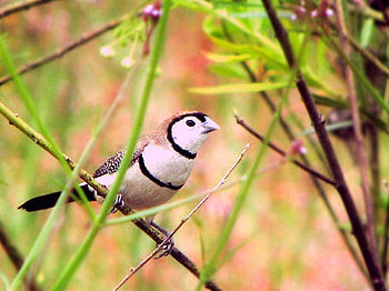 Beautiful Bird, cool, beautiful, bird HD wallpaper