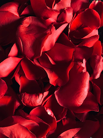 Macro, Rose Flower, Rose, Petals HD phone wallpaper