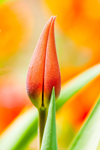 Flowers, Flower, Macro, Bud HD phone wallpaper
