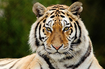 Tiger, animal, big cat, jungle, wild HD wallpaper