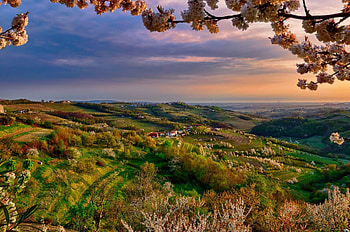 Landscape, nature, jungle, tree HD wallpaper