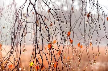 Water drops on branches, Macro, Tree, Drops, Rain HD wallpaper
