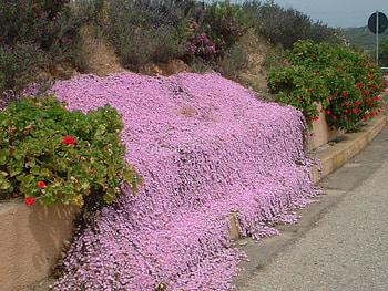 pinky world, pink, road, wall, flowers HD wallpaper