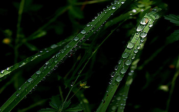 Grass, Drops, Macro, Dark HD wallpaper