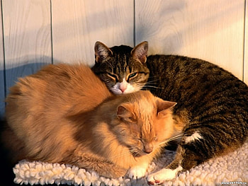 Sleeping together, animal, kitten, cat, feline, sleep HD wallpaper