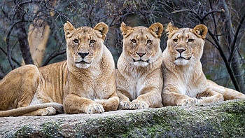 Animals, Predator, Big Cat, Sight, Opinion, Lioness HD wallpaper