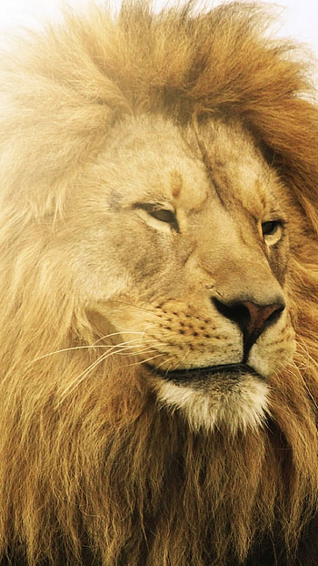 Lion , Lion, King Of The Forest HD phone wallpaper