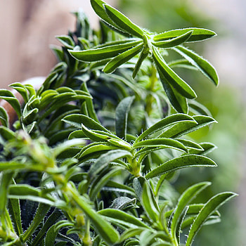 Winter Savory, Summer savory, Plantnmore, Food HD phone wallpaper
