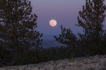 Nature, Trees, Grass, Moon, Branches, Full Moon HD wallpaper