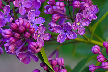 Blooming lilac, drops, beautiful, fragrance, purple, wet, flower, blossoms, blooming, scent, dew, lilac HD wallpaper