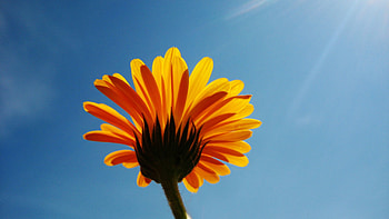Flowers, Sky, Flower, Beams, Rays, Mood, Clear, I See, Calendula HD wallpaper