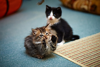 Animals, Playful, Toddlers, Kids, Kittens HD wallpaper
