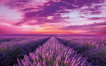 Lavender Field, purple, blossoms, clouds, landscape, sky, sunset HD wallpaper