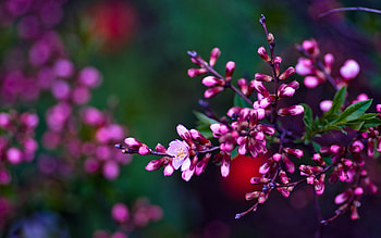 Plants, Flowers HD wallpaper