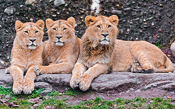 Animals, Lions, Predators, To Lie Down, Lie, Family HD wallpaper