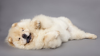 Chow Chow, Puppy diet, Big sale HD wallpaper