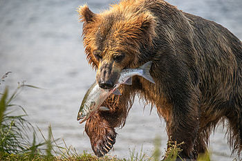 Bear, animal, fish, nature HD wallpaper