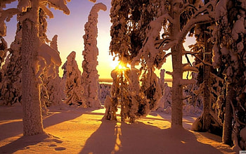 Finland in the sunset, winter, morning, , frosty, pine forest, sunrise, snow, finlalnd, , mountains, sun, sunset, white, frost, frozen, cold, twighlight, dawn, pine, nature, forest, ze HD wallpaper