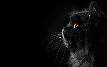 Black cat, Elegant and sleek, Dark and mysterious, Stunning eyes HD wallpaper