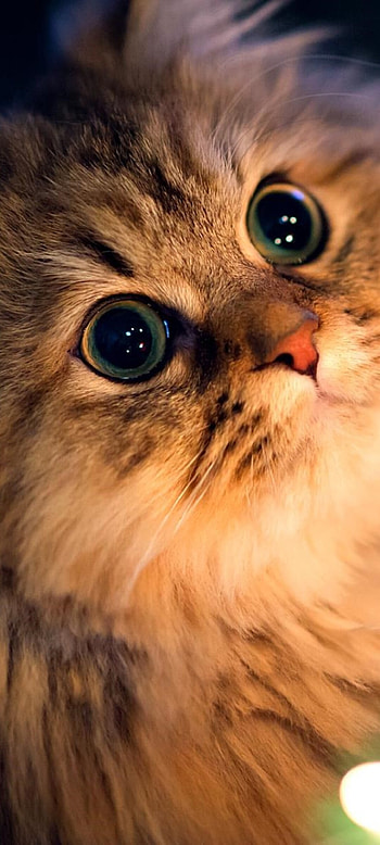 Cute Kitten, beautiful, big eyes, , cat, animal HD phone wallpaper