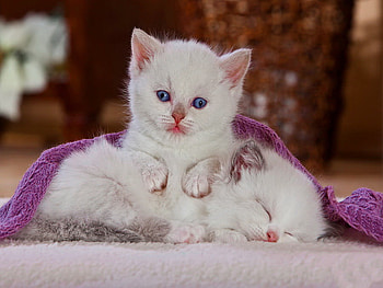Purple dreams, two, white, dreams, kitties, cats, cute, sleeping, fluffy, kittens, purple, blanket, friends HD wallpaper