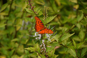 Plant, Macro, Brown, Insect, Butterfly HD wallpaper