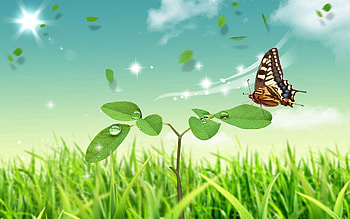 Nature, Vector, Butterfly, Sits, Is Sitting, Stem, Stalk, Petal HD wallpaper