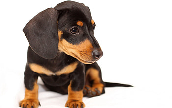 Animals, Sit, Dog, Muzzle, Puppy, Ears, Small HD wallpaper