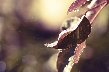 Snow, Macro, Sheet, Leaf, Branch, Frost, Hoarfrost HD wallpaper