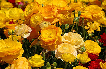 Flowers, Close-Up, Flower Bed, Flowerbed, Ranunculus, Ranunkulus HD wallpaper