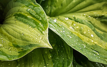 green leaves with water drops, nature, green leaves, dew drops, environment, leaves HD wallpaper