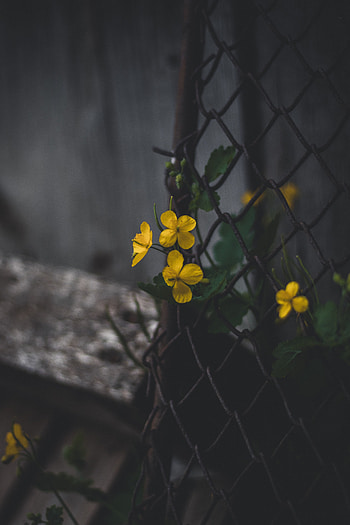 Flowers, Plant, Macro, Grid, Celandine HD phone wallpaper