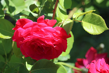 Red roses, Flowers, Macro, Light, Red HD wallpaper