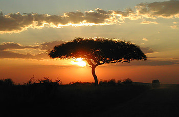 Behind the Tree, clouds, tree, sunset, skyscape HD wallpaper