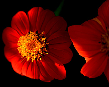 Red flowers, flower, red, flowers, red flower HD wallpaper