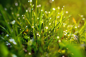 Grass, morning, dew drops, blur, bokeh HD wallpaper