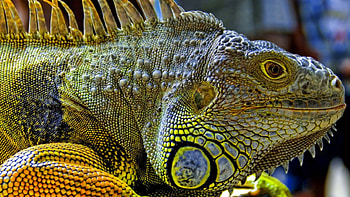Iguana, malasya, dark, green HD wallpaper