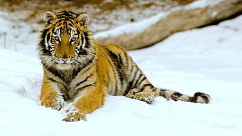 Animals, Snow, To Lie Down, Lie, Predator, Big Cat, Tiger HD wallpaper