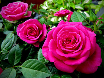 Pink Roses, Flowers, Roses, Leaves, Pink HD wallpaper