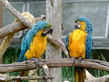 Animals, Birds, Parrots, Couple, Pair, Zoo HD wallpaper