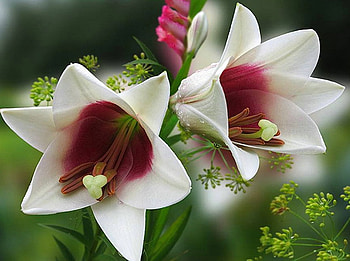 Lily Galore., white, green, red, flower HD wallpaper