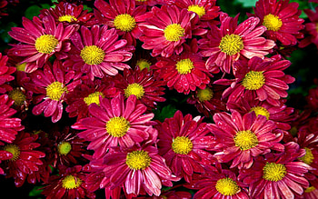 Pink chrysanthemums, floral , Delicate flowers, Beautiful bloom HD wallpaper