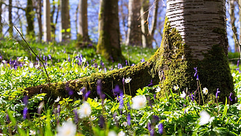 Depth of Nature, trees, nature, flowers, trunk HD wallpaper