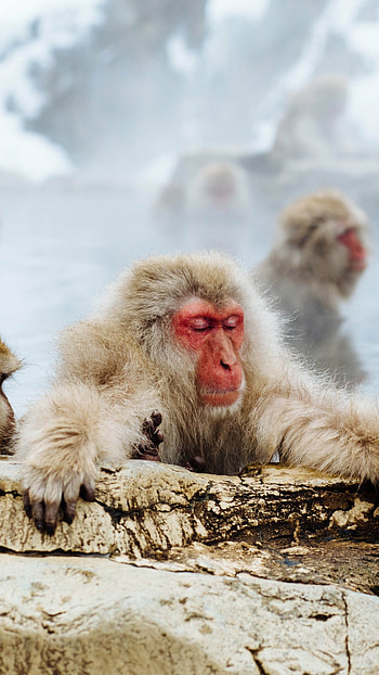 Macaque, Apes HD phone wallpaper