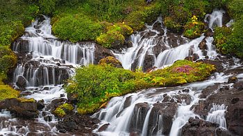 Hraunfossar, Iceand, trees, river, cascades, rocks HD wallpaper