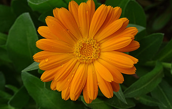 Marigold, flower, close up, drops HD wallpaper